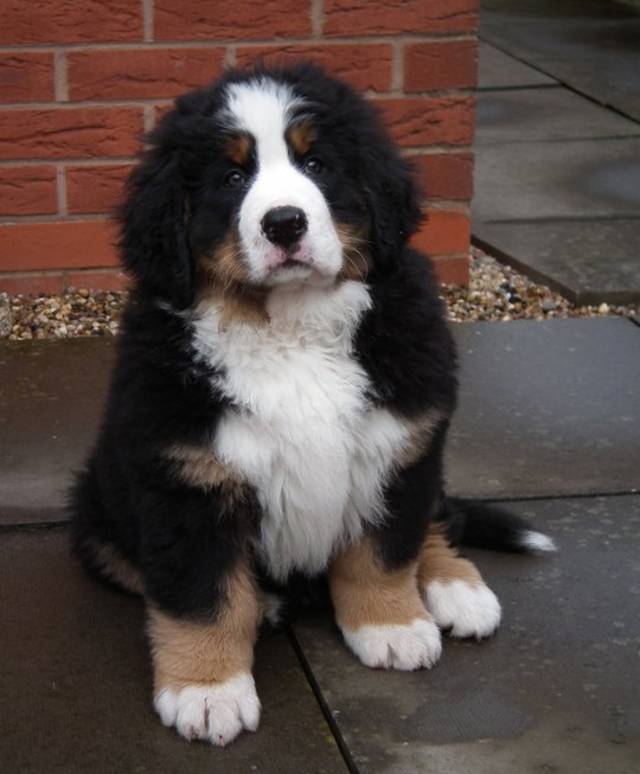 Bernese Mountain Dog Uk Breeders Hailey Info